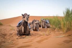 camellos descansando