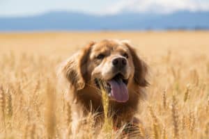 viajar con perro al campo