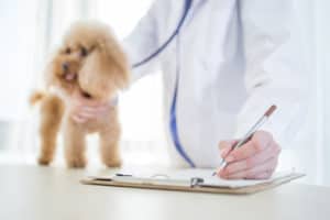 viajar con perro revisión veterinario