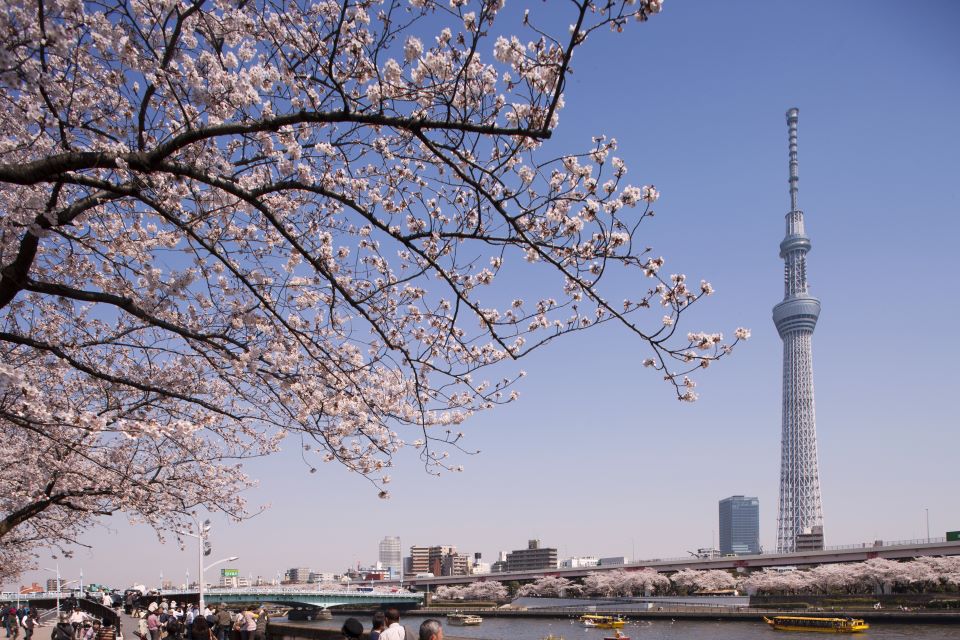 cerezos-en-flor-tokyo